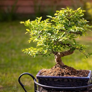 Chinese elm bonsai - Etsy sterreich