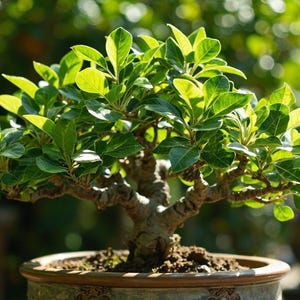 Puede incluir: Un bonsái con hojas verdes vibrantes y un tronco marrón nudoso. El árbol está plantado en una maceta de cerámica decorativa con dibujos, llena de tierra. El fondo está borroso, mostrando otras plantas y luz solar.