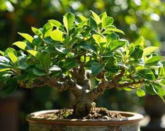7 Samen des Chinesischen Ligusters, Ligustrum sinensis - Etsy.de