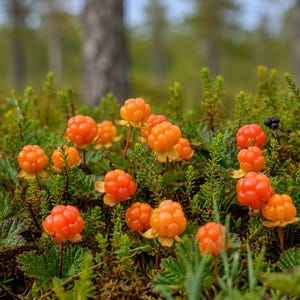 Cloudberry Seeds – Rubus chamaemorus, Rare Arctic Golden Berry Plant