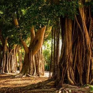 Puede incluir: Un bosque de árboles grandes con troncos gruesos y texturizados y raíces expuestas. Los árboles tienen un follaje verde exuberante y largas raíces aéreas colgantes. El suelo está cubierto de hojas caídas y la luz del sol se filtra a través del dosel.