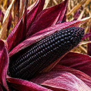 Puede incluir: Primer plano de una vibrante mazorca de maíz morado oscuro que emerge de su cáscara rojiza-púrpura. Los granos son de un negro profundo y brillante, contrastando con las hojas circundantes. La imagen resalta las texturas y colores de la planta de maíz.