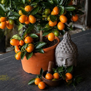 Kumquatzaden om te planten (Citrus japonica), eetbare kleine fruitboom, geschikt voor potten en bonsai