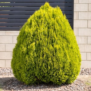 Pode incluir: Um arbusto perene verde brilhante, em forma de cone, com folhagem densa. A planta está situada em frente a uma parede de tijolos de cor clara e uma cerca horizontal cinza escuro, com um leito de pequenas pedras na base.