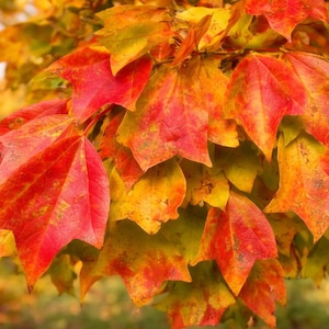 May include: A close-up shot of autumnal leaves in red, orange, and yellow hues. The maple-shaped leaves are grouped on a branch, showcasing a colourful display of fall foliage, typical of the season.