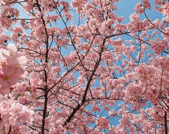 Organic Japanese Sakura Bonsai Seeds for Planting (Prunus serrulata) – Cherry Blossom Tree