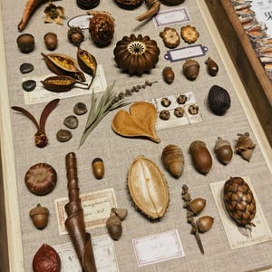May include: A wooden frame filled with various natural items, including seeds, pods, nuts, and dried leaves. The items are arranged in a grid pattern on a beige fabric background. The frame is made of dark wood and has a glass front.