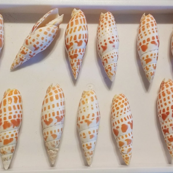 Episcopal Miter Shell, Mitra Mitra, Orange and White Shell, Beach Decor, Seashell