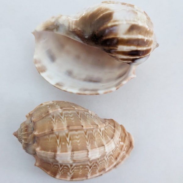 Harp Seashell or David Harp Shell Coastal Beach Decor Wedding Decor Size 2.25 - 3" Harpaconoidalis Conch Seashell, Craft Shells, Home Decor