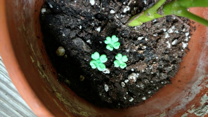 terrarium MTO Irish 4 leaf clover 3 Fairy garden clovers St Patrick/'s Miniature clover patch set of 3 shamrock