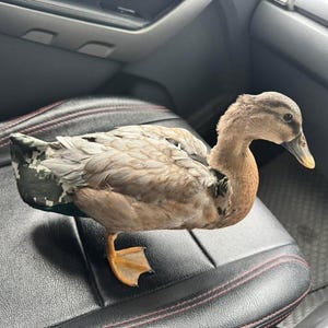 High quality Call Duck Diaper & Duck (with short tail) Diaper