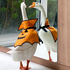 May include: Two white geese wearing Halloween costumes. The costumes are orange with a black jack-o'-lantern face design. The geese are standing on a white tiled floor near a window and a mirror.