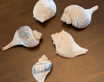 May include: Five decorative seashells in various shapes and sizes are arranged on a brown surface. The shells are primarily cream-colored with hints of blue and gray, showcasing natural textures and patterns. These shells are ideal for coastal decor.