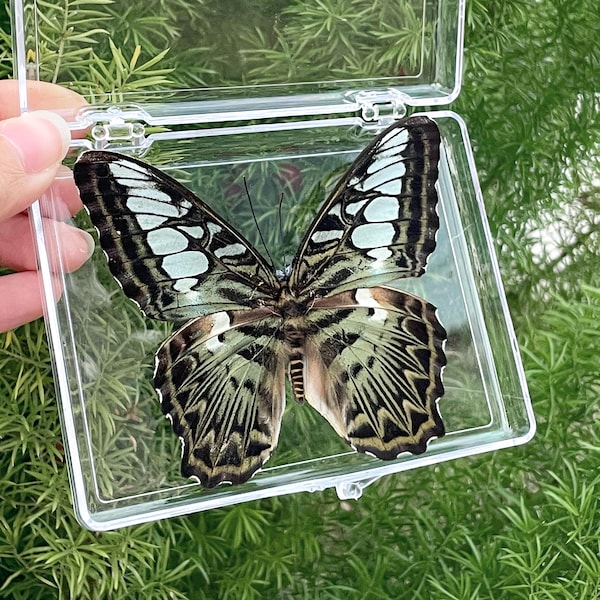 Echter Schmetterling, Pinned Butterfly Spread, Blue Butterfly Taxidermy, Insect Specimen Gift, Butterfly Specimen Keepsakes