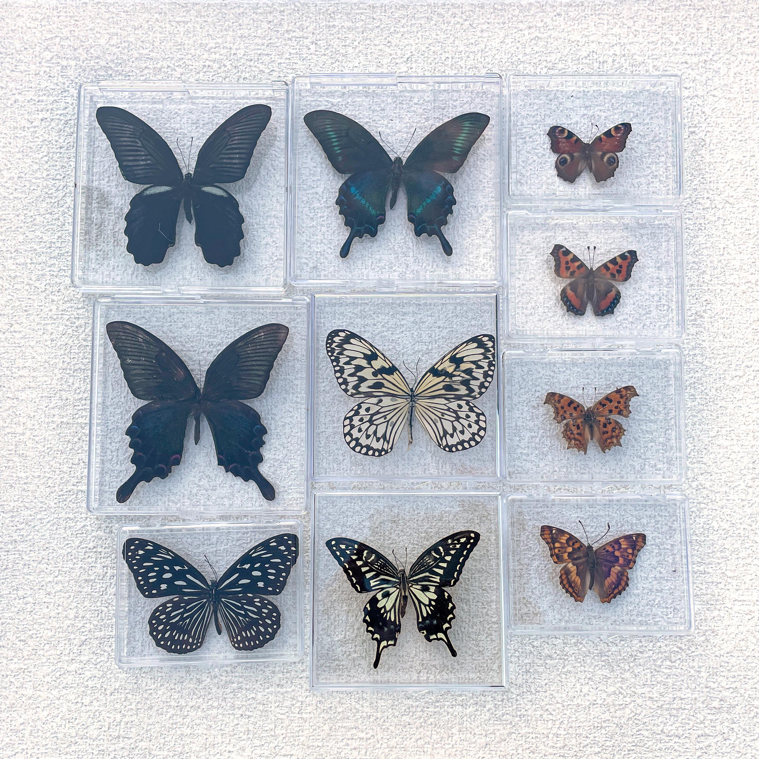 昆虫標本ギフト、ユニークな壁飾り、ユニークなギフト、蝶標本記念品