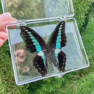 Nature Butterfly 3D Floating Frame With Support Base, Original Butterfly Gift, Butterfly Specimen, Artistic Wall Decor, Insect Collectible