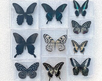 昆虫標本ギフト、ユニークな壁飾り、ユニークなギフト、蝶標本記念品