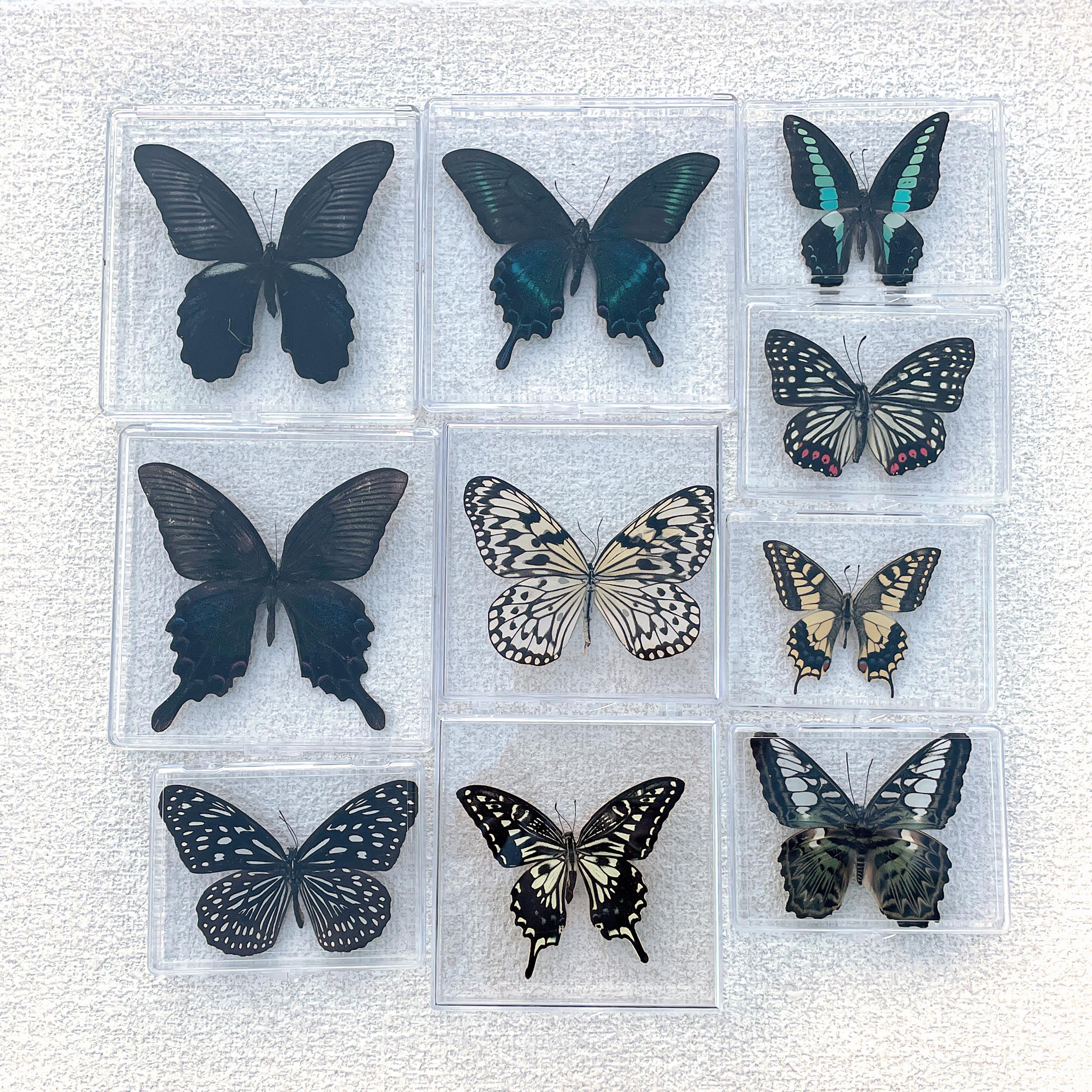 昆虫標本ギフト、ユニークな壁飾り、ユニークなギフト、蝶標本記念品