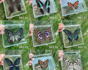 昆虫標本ギフト、ユニークな壁飾り、ユニークなギフト、蝶標本記念品