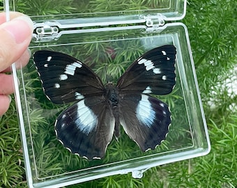 Insect Specimen Gift, One-of-a-Kind Wall Decor, Unique gift, Butterfly Specimen Keepsakes, Taxidermy art,  Natural aesthetic specimen