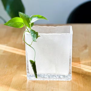 May include: A clear, square glass vase with a textured surface holds a green plant cutting. The plant has vibrant green leaves with white speckles. The vase sits on a light-colored wooden surface, with sunlight casting shadows.