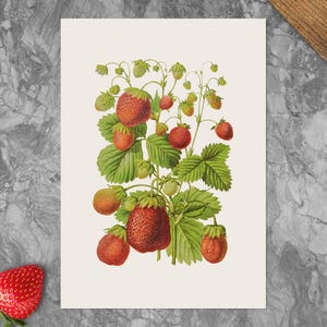Vintage Strawberry Botanical Print: Kitchen Wall Art (PDF, PNG)