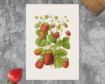 Vintage Strawberry Botanical Print: Kitchen Wall Art (PDF, PNG)