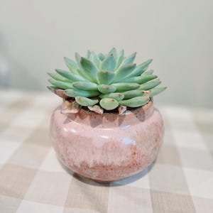 Succulent Plant Pot