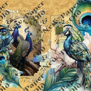 Le pagine del pavone dipinto