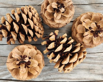 2026 PINE CONES! 50 Natural Pine cones | Wreath Supplies | Rustic Decor | Christmas Crafts | | Hand Selected 2026 | All Natural