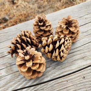 50 Natural Pine cones | DIY Wreath Supplies | Rustic Wedding Decor | Christmas Crafts | Bulk Woodland Decor | Hand Selected 2025|All Natural
