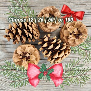 May include: Four natural brown pinecones arranged with green evergreen sprigs, a red ribbon bow, and a holly illustration. The text "Choose 12 | 25 | 50 | or 100" is overlaid on the image, indicating quantity options for these decorative items.