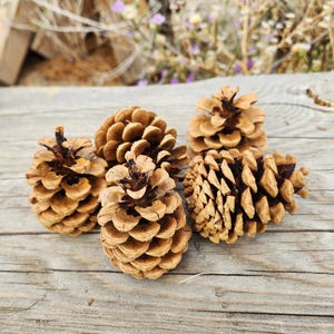 May include: Five brown pine cones of varying sizes are arranged on a weathered wooden surface. The cones have a natural, textured appearance with open scales, showcasing their organic form. The background features blurred greenery and flowers.