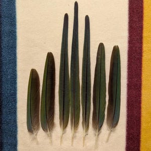 May include: Seven long, dark green and blue feathers arranged vertically on a cream-colored surface. The feathers have a gradient of colors, with darker tips and lighter bases. Text at the bottom reads: "You will receive all the feathers pictured."