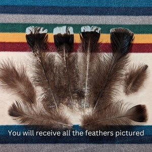 Y103 - Dark Plume Fluffs