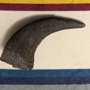 Puede incluir: Un cuerno curvo, de color marrón oscuro, con una superficie texturizada. El cuerno tiene una punta afilada y un borde áspero y roto en la base. El cuerno es probablemente de un animal y es un objeto natural y orgánico.