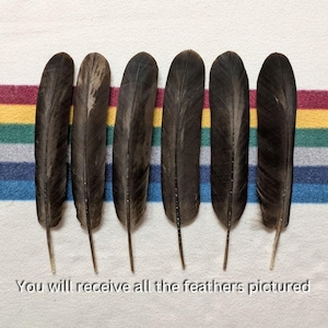 H153 - Legal Hawk Feather Set