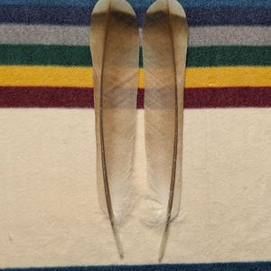 Peut inclure: Deux grandes plumes marron et beige sur un fond rayé bleu, gris, vert, jaune et bordeaux. Le texte en bas de l'image indique : "Vous recevrez toutes les plumes illustrées."