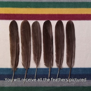 H117 - Legal Hawk Feather Set