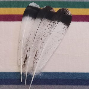 P103 - Bird of Prey Feathers