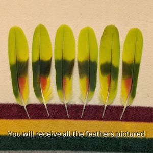 X567 - Amazon Tail Feathers