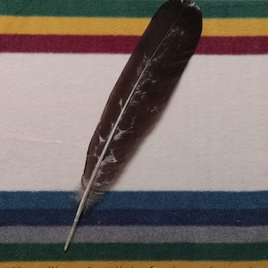 Puede incluir: Una sola pluma marrón oscura y blanca con un eje blanco. La pluma está sobre una manta de rayas multicolores.