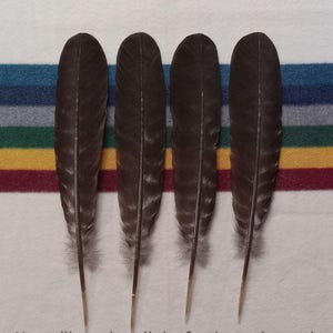 T105 - Trimmed Tail Feathers