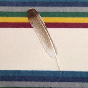 Peut inclure: Une seule plume blanche avec des marques brunes sur un fond rayé. La plume est posée horizontalement sur la surface.