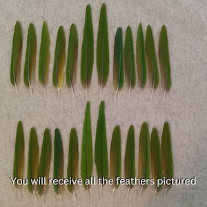 May include: A collection of 20 green feathers arranged in two rows on a light gray surface. You will receive all the feathers pictured.