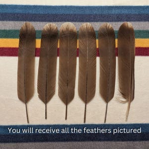 H143 - Legal Hawk Feather Set