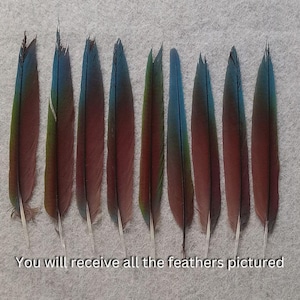 May include: A set of ten feathers, each with a brown base and blue and green tips. The feathers are arranged in a row on a white surface. You will receive all the feathers pictured.