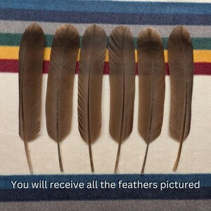 H142 - Legal Hawk Feather Set