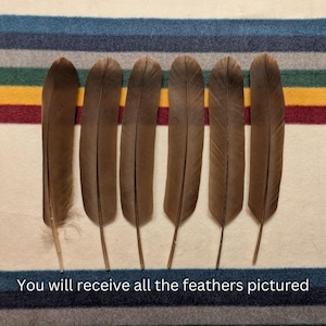 H140 - Legal Hawk Feather Set