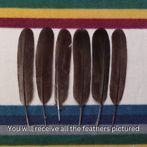 H115 - Legal Hawk Feather Set